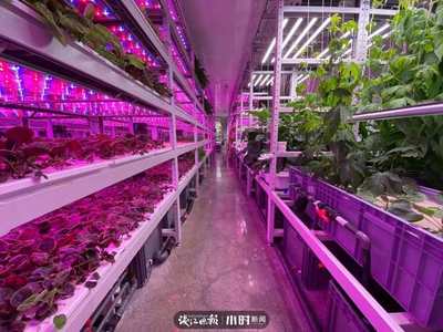 航天蔬菜杭州有同款，揭秘神奇植物工廠 人造陽光空氣，全程無農藥的綠色革命