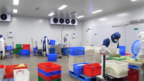 東營市東營區(qū) 凈菜工廠日產(chǎn)25-30噸，全力保障市民“菜籃子”